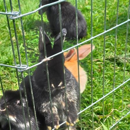 Image 9 of Cute 5 week old and 5 month old ni lops ready to be re-homed
