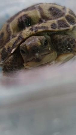 Image 5 of Tortoise hatchlings available