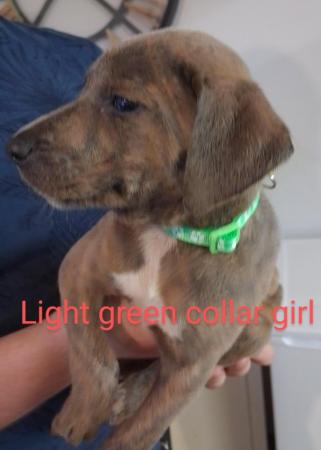 Image 9 of Ready to leave now - smooth haired lurcher puppies
