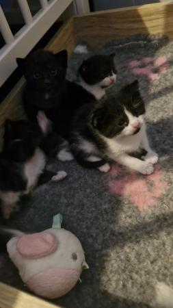 Image 3 of Beautiful kittens for sale, I have 2 female kittens for sale