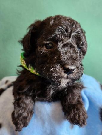 Image 14 of Beautiful tiny toy poodle puppies
