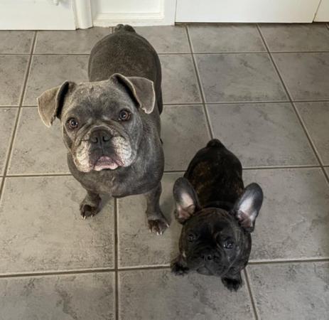 Image 8 of *Price Reduced* 12week old French Bulldog brindle puppies