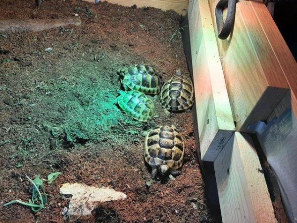 Image 7 of 1 year old Baby Spur Thigh Tortoises for sale