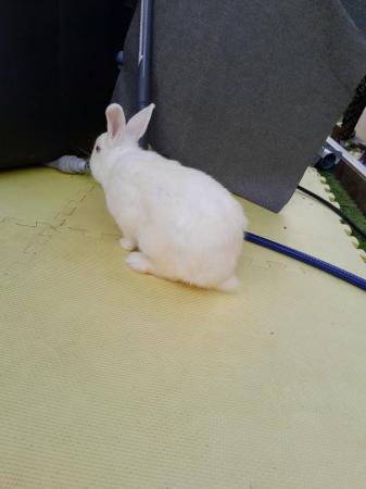 Image 4 of 2 Gorgeous Mixed Breed Rabbits