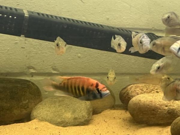 Image 2 of Breeding groups fish for sale