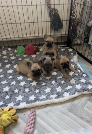 Image 1 of Looking for our forever homes