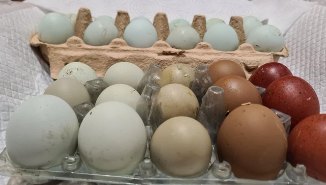 Preview of the first image of Rainbow Hatching Eggs - Cream Legbar, Marans & Olive eggers.