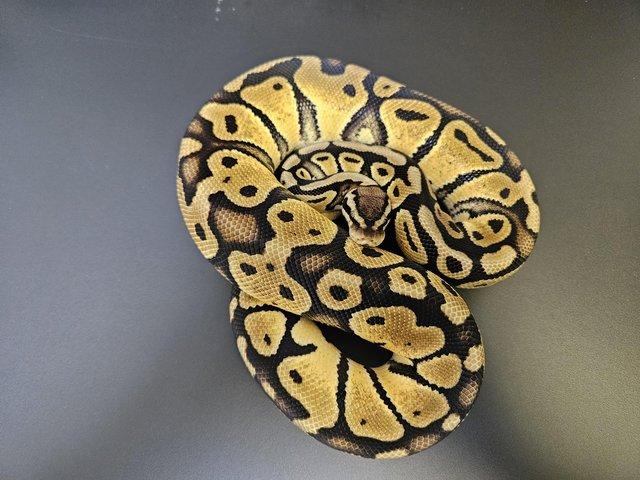 Preview of the first image of Pastel het Clown Female juvenile Royal Ball Python.