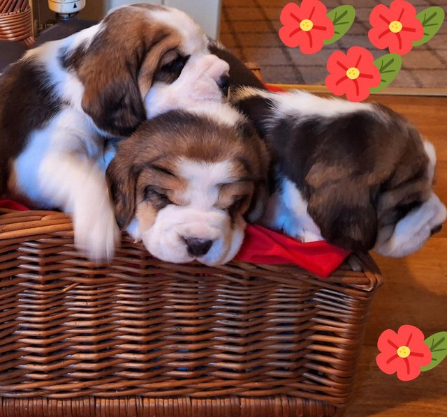Preview of the first image of 2 BEAUTIFUL (KC REGISTERED) BEAGLE PUPPIES.