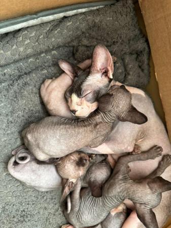 Image 5 of 2 sphynx kittens ready now for loving homes