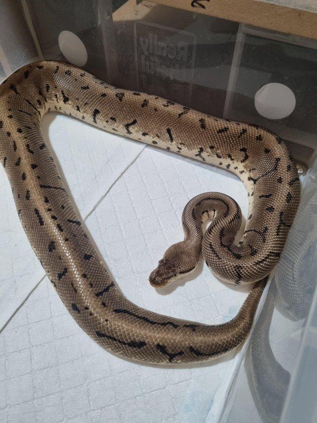 Preview of the first image of Leopard lemon blast ball python.