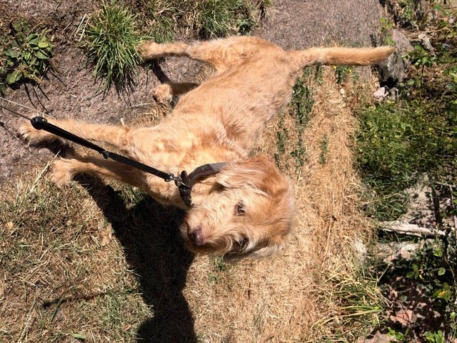 brilliant and amazing 5-year-old Labradoodle.