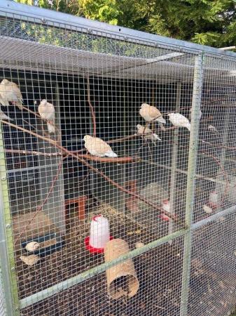 Image 4 of Various 2023 Barbary / Java Doves for sale