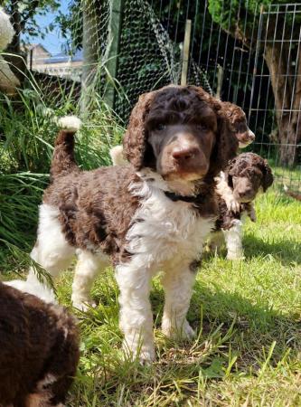 Image 1 of Gorgeous Brown/Silver Beige Parti Standard Poodle Puppies