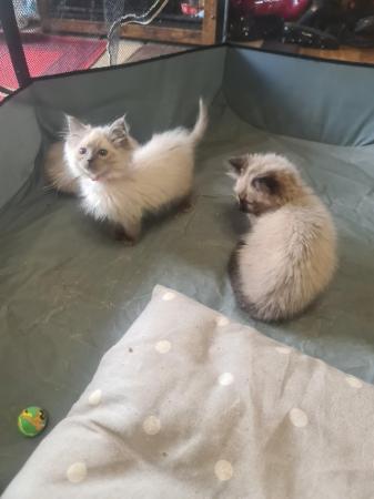 Image 7 of Ragdoll kittens ready to leave