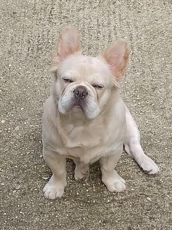 Image 3 of 16 months old male fluffy french bulldog