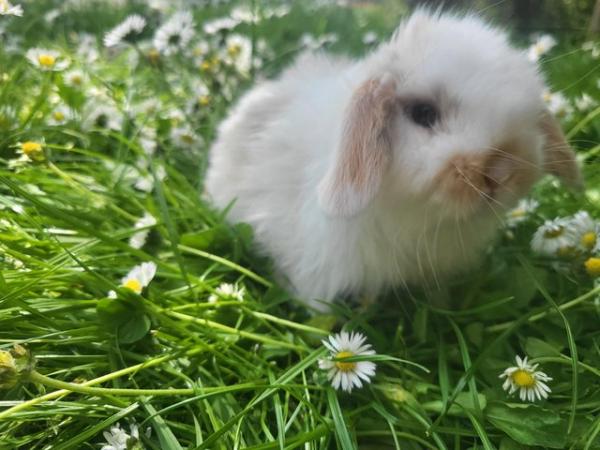 Image 7 of Reserved Baby Mini Lop Buck For Reserving (2)