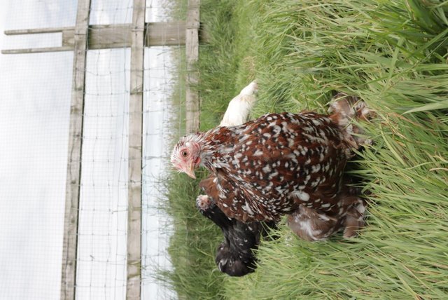 Image 1 of Point of Lay Pure Breed Hens