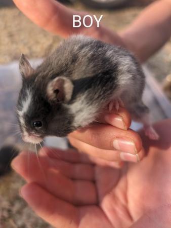 Image 15 of Friendly, baby Syrian hamsters
