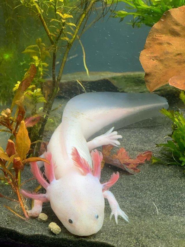 Preview of the first image of Leucistic Axolotls x 4 -Axminster.