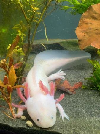 Image 1 of Leucistic Axolotls x 4 -Axminster