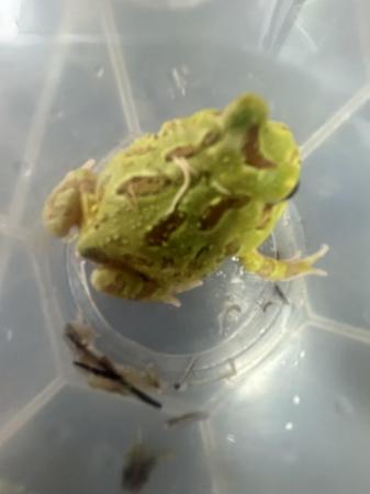 Image 4 of Green + Albino Horned Frogs