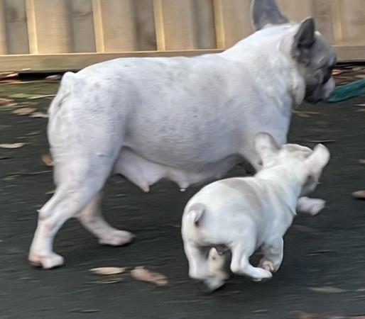 Image 4 of KC REGISTERED TRUE TO TYPE FRENCH BULLDOG BOY