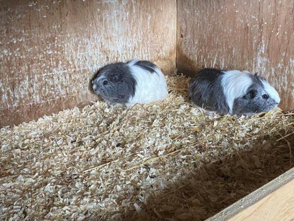 Image 4 of Guinea pigs ready for there new homes