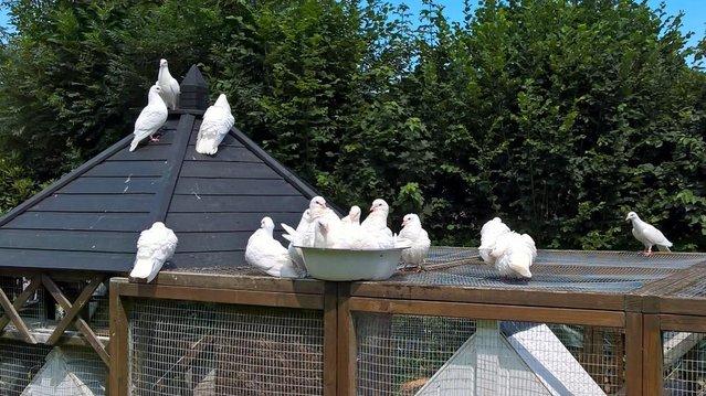 Image 5 of Pure and Best Quality White Doves. READY NOW.