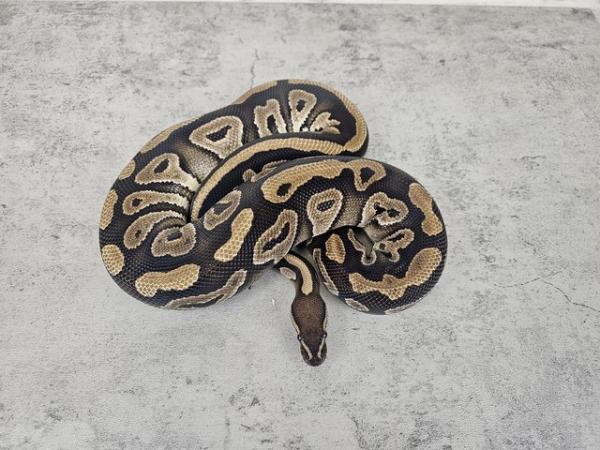 Image 2 of Ball Pythons for sale read description