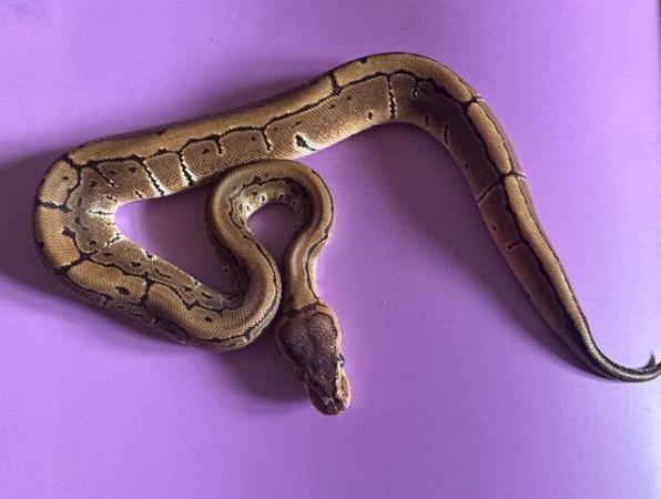 Image 6 of Pinstripe 50% het clown royal python for sale