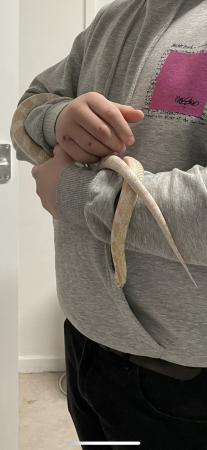 Image 1 of 5 year old Snow corn snake