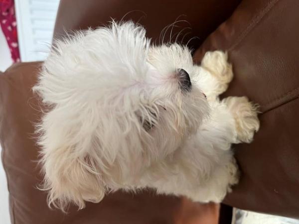 Image 8 of 3 Beautiful Maltese Puppies for sale