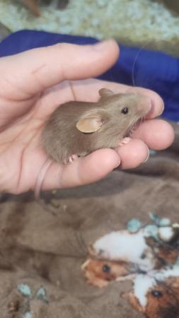 Image 8 of Beautiful friendly Baby mice ready soon.