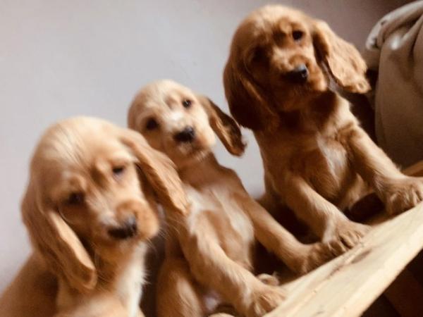 Image 5 of Quality Cocker Spaniel PuppiesReady Now
