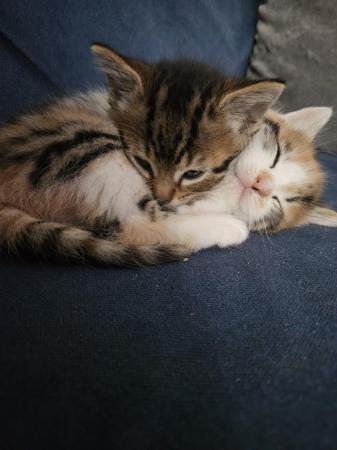 Image 5 of Kittens for sale, 2 tabby female left