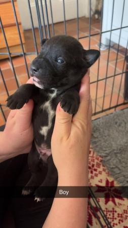 Image 8 of Patterdale/Jack Russell Terrier Puppies