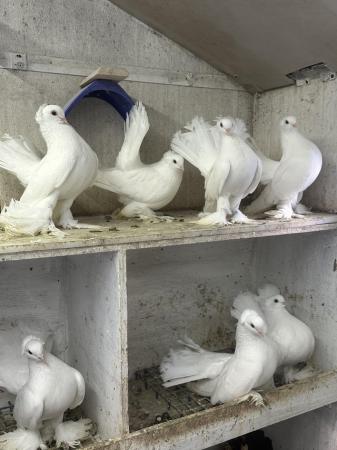 Image 3 of for sale Syberian Omski pigeons