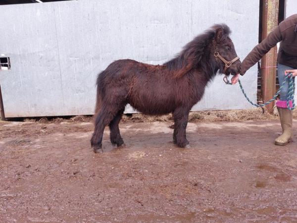 Image 3 of Well bred standard shetland colt