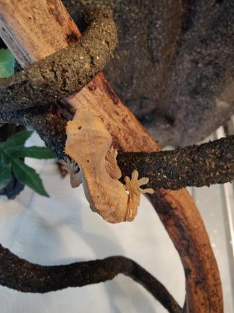 Image 5 of Crested Gecko Juveniles/Babies for Sale