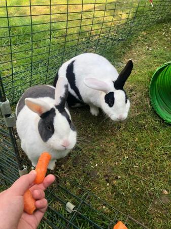 Image 5 of Beautiful Rabbits for sale