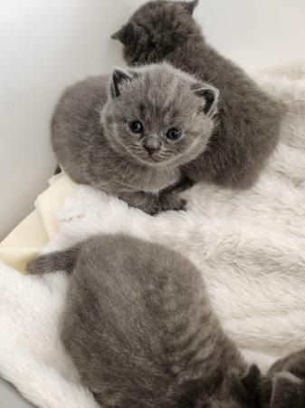 Image 2 of All rehomed. Pure British Short Hair Kittens