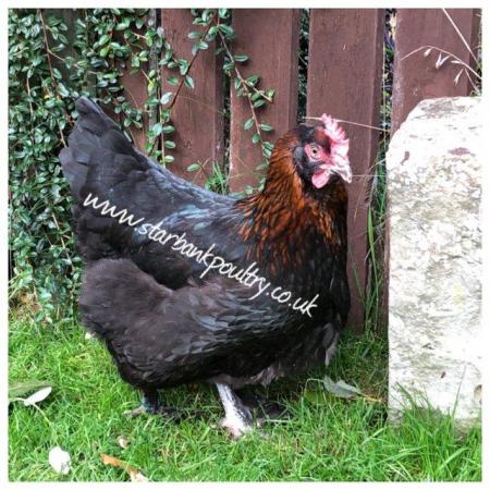Image 12 of *POULTRY FOR SALE,EGGS,CHICKS,GROWERS,POL PULLETS*
