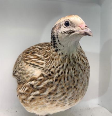 Image 11 of 23/6 Day Old - Hens Japanese Quail Lots of Colours Inc Black