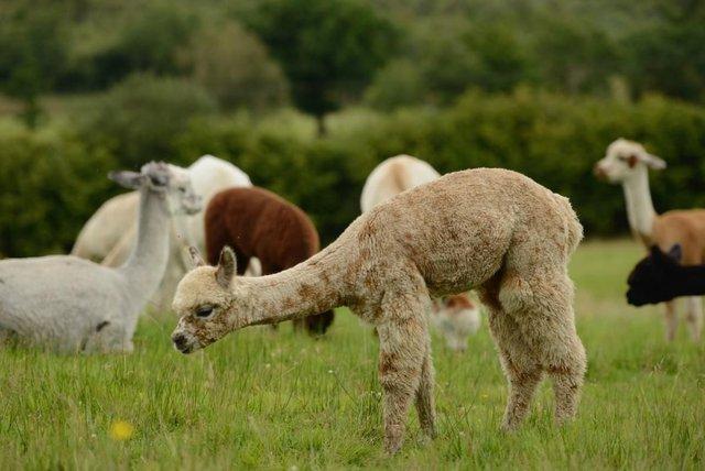 Image 16 of Beautiful Quality Alpacas for Sale