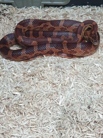 Image 4 of For sale my 1 year old cornsnake