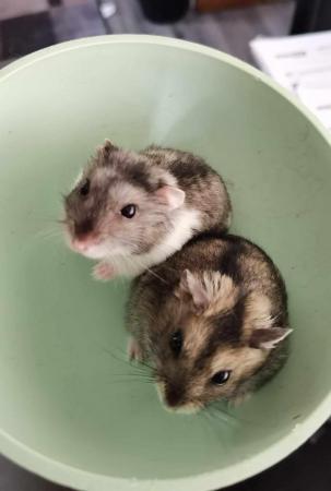Image 3 of 1 boy dwarf hamsters for sale!