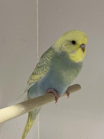 Image 6 of Gorgeous Baby Budgies ready now