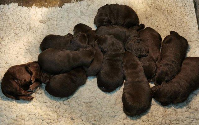 Image 6 of Stunning KC Chocolate Labrador Puppies