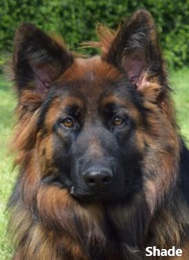 Image 1 of Top Quality Red & Black Longcoated GSD Pups